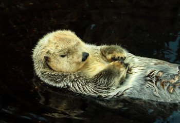 Wild Sea otter floating in the water