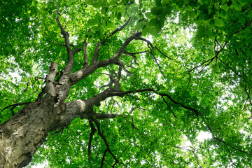 Fototapeta premium Forest trees. nature green wood sunlight backgrounds