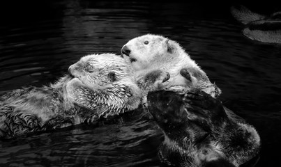 Obraz premium Couple of Wild Sea otter floating in the water