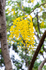 cassia fistula flower on tree