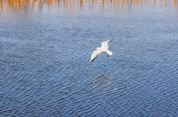 Seagulls in Japan