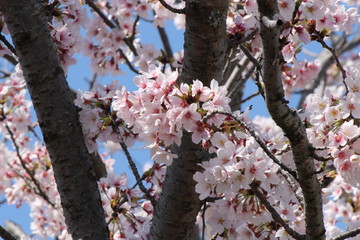 When the spring comes, we start to look forward to the Cherry blossom viewing （picnic party） in Japan.
