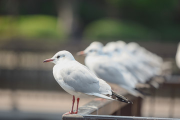 Seagulls in Japan