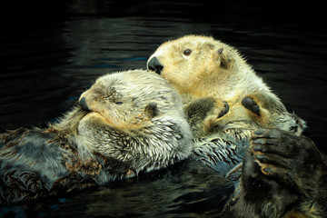 Couple of Wild Sea otters floating in the water