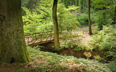 summer forest trees. nature green wood sunlight backgrounds dutch summer