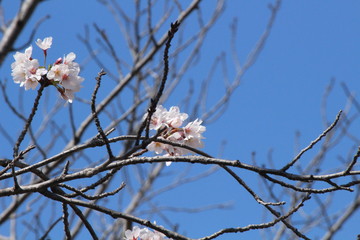 When the spring comes, we start to look forward to the Cherry blossom viewing （picnic party） in Japan.