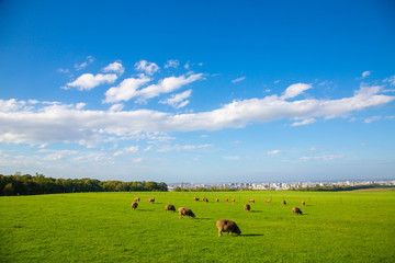 北海道、札幌の牧場の風景