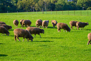 北海道、札幌の牧場の風景