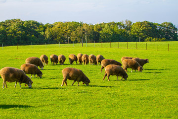 北海道、札幌の牧場の風景