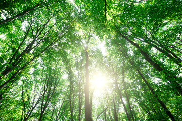 Forest trees. nature green wood sunlight backgrounds