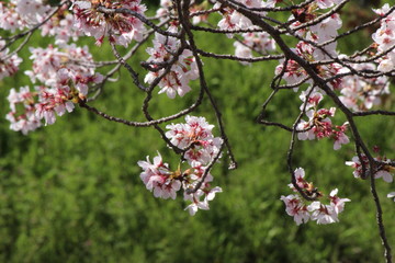 When the spring comes, we start to look forward to the Cherry blossom viewing （picnic party） in Japan.