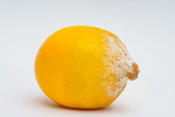 Lemon with mold on a white background. A rotten lemon. Improper storage of food. Fungus with molds...