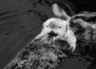 Fototapeta premium Couple of Wild Sea otters floating in the water