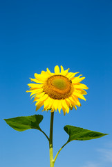 sunflower over cloudy blue sky