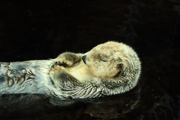 Wild Sea otter floating in the water