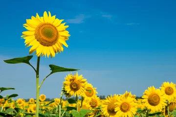 Rolgordijnen sunflower over cloudy blue sky © Pakhnyushchyy