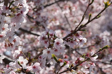 When the spring comes, we start to look forward to the Cherry blossom viewing （picnic party） in Japan.