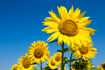 Obraz premium sunflower over cloudy blue sky