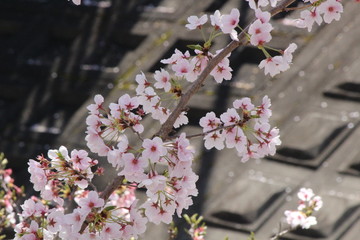 When the spring comes, we start to look forward to the Cherry blossom viewing （picnic party） in Japan.