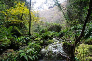 mountain gorge river with fern and winter plants