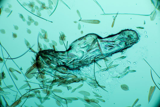 BIO MICRO WORLD