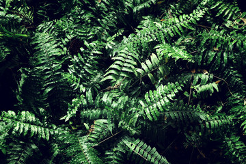 tropical leaf texture, foliage nature green background