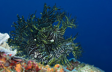 Fototapeta na wymiar Incredible Underwater World - Lacy scorpionfish - Rhinopias aphanes. Papua New Guinea, Milne Bay.