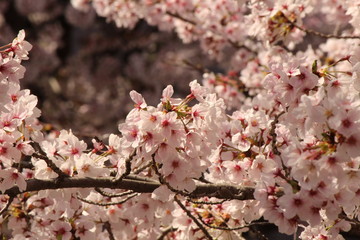 When the spring comes, we start to look forward to the Cherry blossom viewing （picnic party） in Japan.