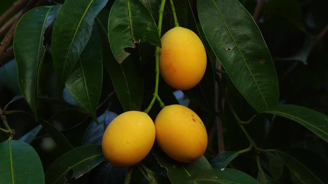 Tropical fruit, Marian plum hanging on a tree