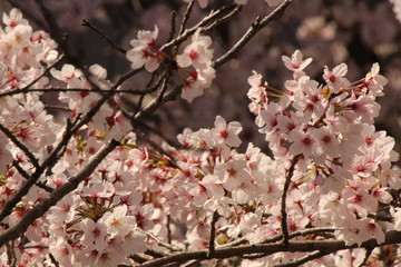 When the spring comes, we start to look forward to the Cherry blossom viewing （picnic party） in Japan.