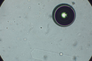 BIO MICRO WORLD