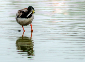 Canard colvert en Camargue, France