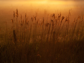 Reeds in the misty orange dawn