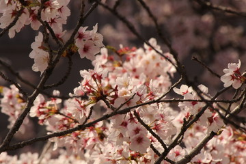 When the spring comes, we start to look forward to the Cherry blossom viewing （picnic party） in Japan.