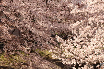 When the spring comes, we start to look forward to the Cherry blossom viewing （picnic party） in Japan.