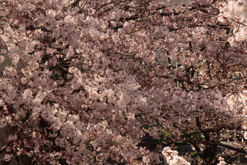 When the spring comes, we start to look forward to the Cherry blossom viewing （picnic party） in Japan.
