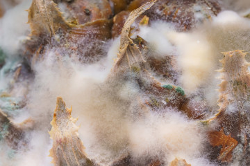 White fungus with mold on the surface of pineapple. Texture of pineapple with mold. A spoiled...