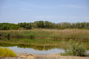 Reflection of Wild plants and shrubs at Al Wathba Wetland Reserve. Abu Dhabi, UAE