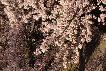 When the spring comes, we start to look forward to the Cherry blossom viewing （picnic party） in Japan.