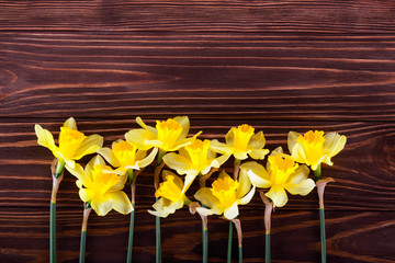 Daffodils over dark wooden background