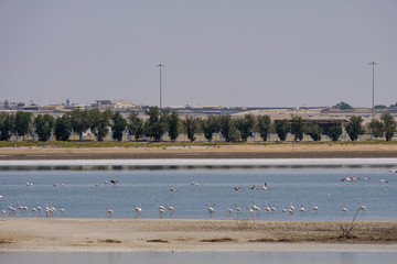 View of Great Flamingos at Al Wathba Wetland Reserve. Abu Dhabi, UAE