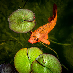 Zierfisch