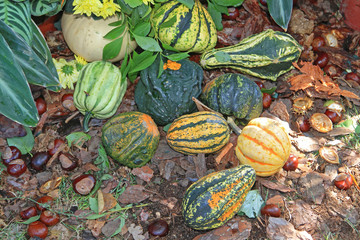 Gourds Squash