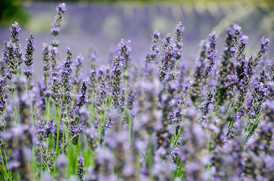 Lavendel Provence 