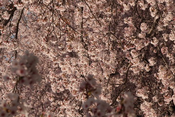 When the spring comes, we start to look forward to the Cherry blossom viewing （picnic party） in Japan.