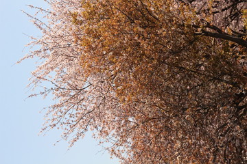 When the spring comes, we start to look forward to the Cherry blossom viewing （picnic party） in Japan.