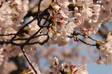 When the spring comes, we start to look forward to the Cherry blossom viewing （picnic party） in Japan.