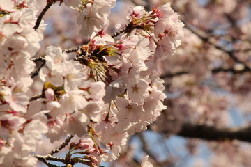 When the spring comes, we start to look forward to the Cherry blossom viewing （picnic party） in Japan.