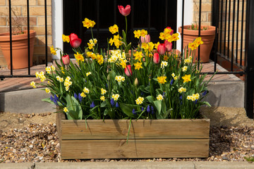 Pot and planters. Beautiful colorful tulips blooming on wooden pot outdoor. Spring time.