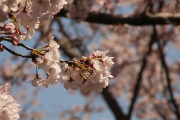 When the spring comes, we start to look forward to the Cherry blossom viewing （picnic party） in Japan.